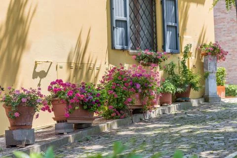 Geraniums Stock Photos