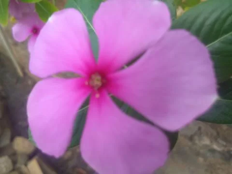 Geraniums Foto stock