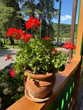 Geraniums in pots on the balcony Stock Photos
