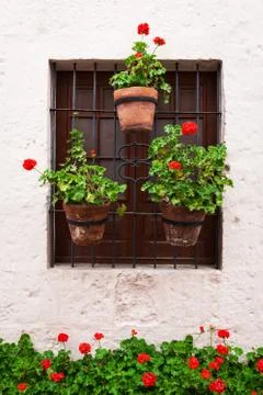 Geraniums in pots Stock Photos