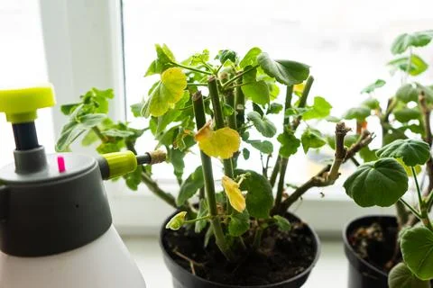 Geraniums in pots on the windowsill. cut stems of geranium flower prepared fo Stock Photos