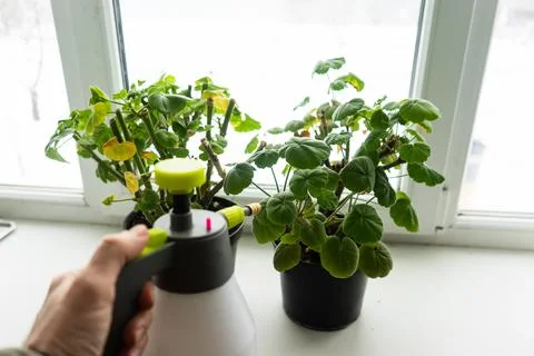 Geraniums in pots on the windowsill. cut stems of geranium flower prepared fo Stock Photos
