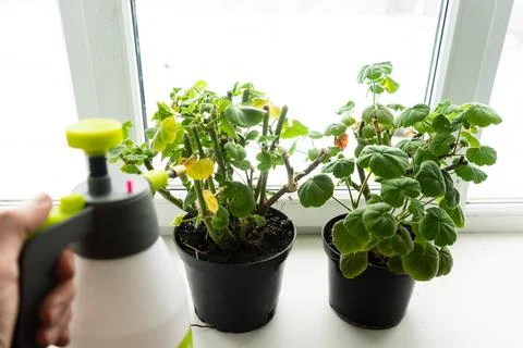 Geraniums in pots on the windowsill. cut stems of geranium flower prepared fo Stock Photos