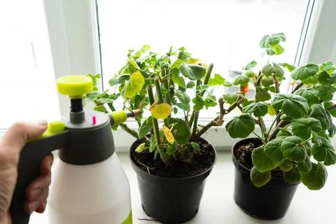 Geraniums in pots on the windowsill. cut stems of geranium flower prepared fo Stock Photos
