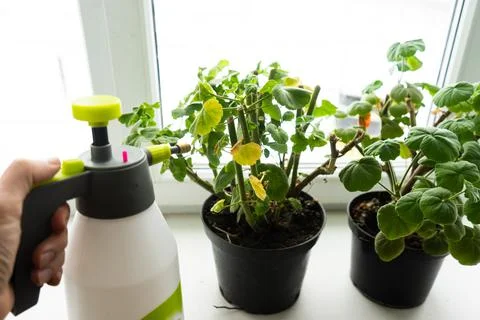 Geraniums in pots on the windowsill. cut stems of geranium flower prepared fo Stock Photos