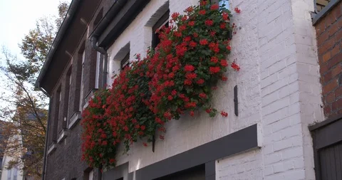 Geraniums red flowers waving in the wind along white house, Germany Stock Footage 96150269