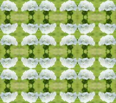 Geraniums seamless pattern background Stock Illustration