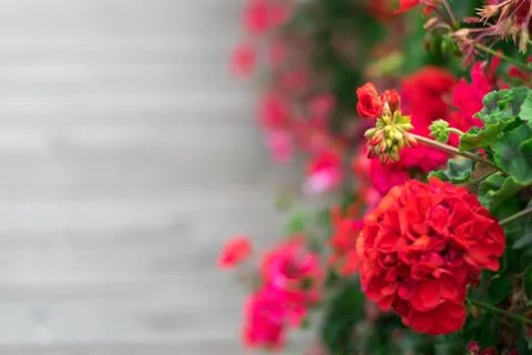 Geraniums in the street. Stock Photos