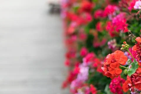 Geraniums in the street. Stock Photos