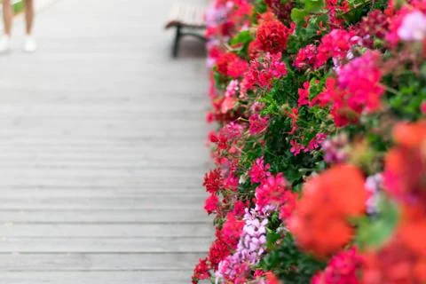 Geraniums in the street. Stock Photos