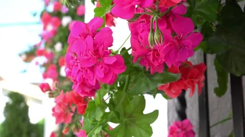 Geraniums swaying in the spring breeze Stock Footage 232506268