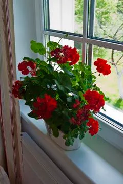Geraniums on the window Stock Photos