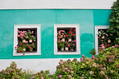 Geraniums in windows Stock Photos