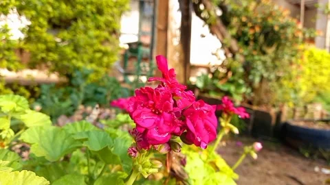 Geraniums, pelargoniums or storksbills Stock Footage 302621186