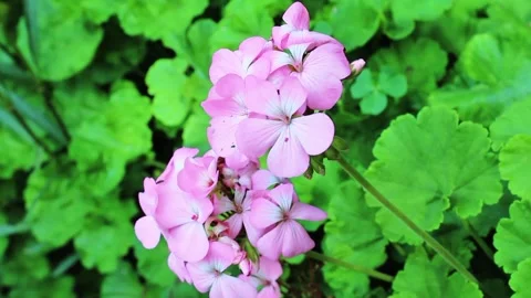 Geraniums, pelargoniums or storksbills Stock Footage 302621232