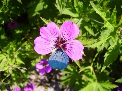 Geranuim flower mutated Foto stock