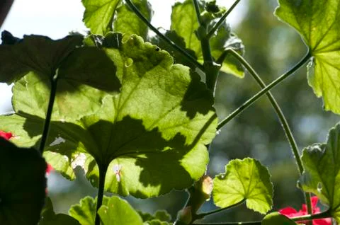 Geranuim leaves Stock Photos