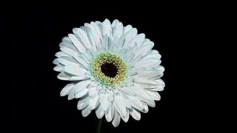 Gerber 1 fast Stock Footage 136589841