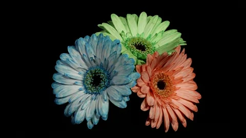 Gerber 2 Stock Footage 136589871