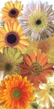 Gerber collage Stock Photos