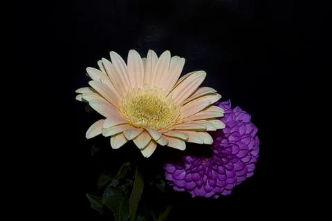 Gerber with dahlia close up Foto stock