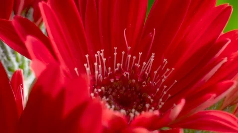 Gerber Daisy Flower Macro Close Up Time Lapse 스톡 동영상 88714011