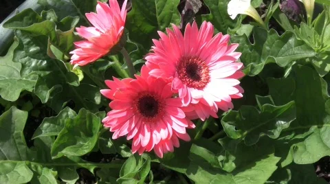 Gerber Daisy Stock Footage 399331