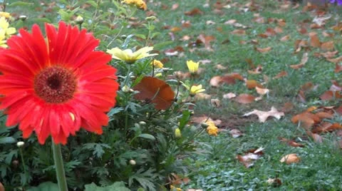 Gerber daisy 스톡 동영상 12370999