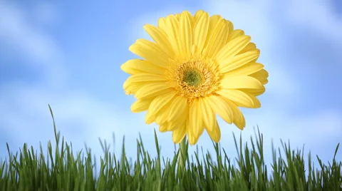 Gerber daisy in grass with clouds moving over Stock-Footage 61664085
