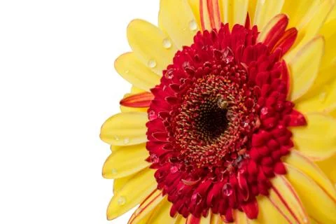 Gerber Daisy isolated Stock Photos