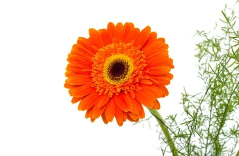 Gerber Daisy isolated Stock Photos
