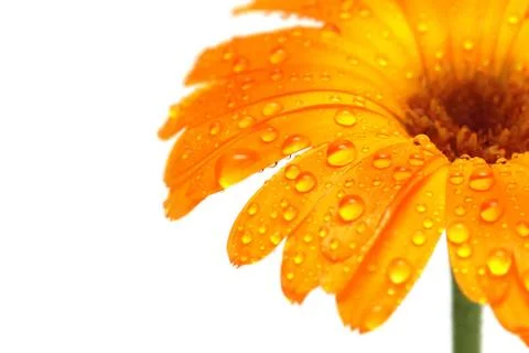 Gerber daisy macro with droplets Stock Photos