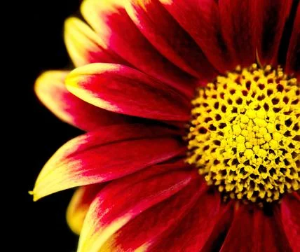 Gerber Daisy Stock Photos
