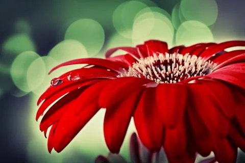 Gerber Daisy  - red flower with water drops Stock Photos