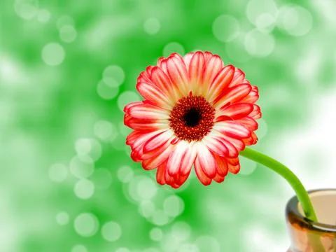 Gerber flower Stock Photos