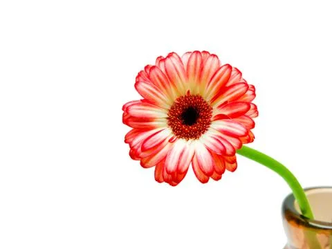 Gerber flower Stock Photos