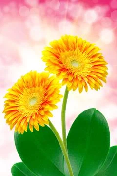 Gerber flower Stock Photos
