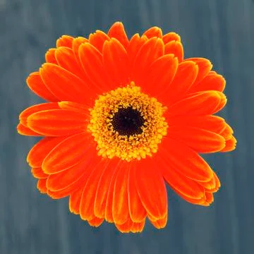 Gerber flower Stock Photos