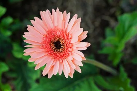 Gerber flower Stock Photos