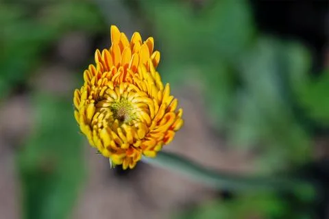 Gerber flower Stock Photos