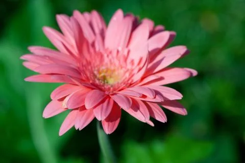 Gerber flower Foto stock
