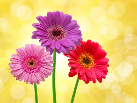 Gerber flower Stock Photos