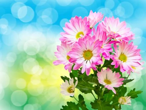 Gerber flower Stock Photos