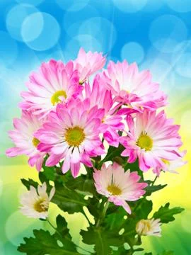 Gerber flower Stock Photos