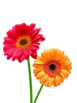 Gerber flower Stock Photos