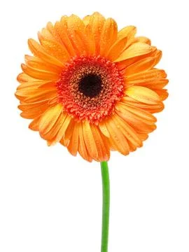 Gerber flower Stock Photos