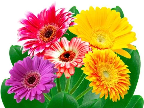 Gerber flower Stock Photos