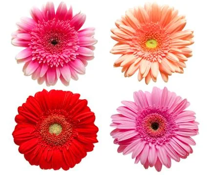 Gerber flower Stock Photos