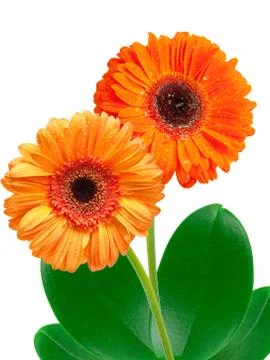 Gerber flower Stock Photos