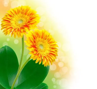 Gerber flower Stock Photos